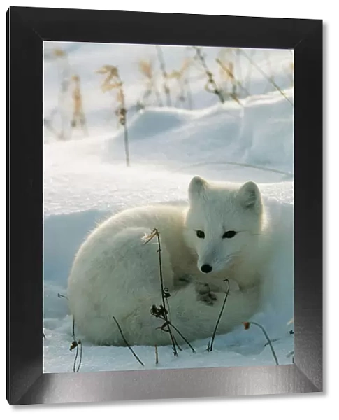 WAT-498. WAT-496. ARCTIC FOX. M. Watson. Please note that prints are for