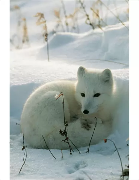 WAT-498. WAT-496. ARCTIC FOX. M. Watson. Please note that prints are for