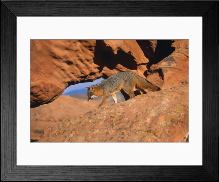 Framed Print : Grey Fox. WAT-4977. Grey Fox - on rocks. Urocyon cinereoargenteus Framed Print : Grey Fox. WAT-4977. Grey Fox - on rocks. Urocyon cinereoargenteus