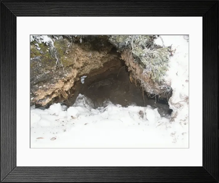 Framed Print : Polar Bear - den Canada Framed Print : Polar Bear - den Canada