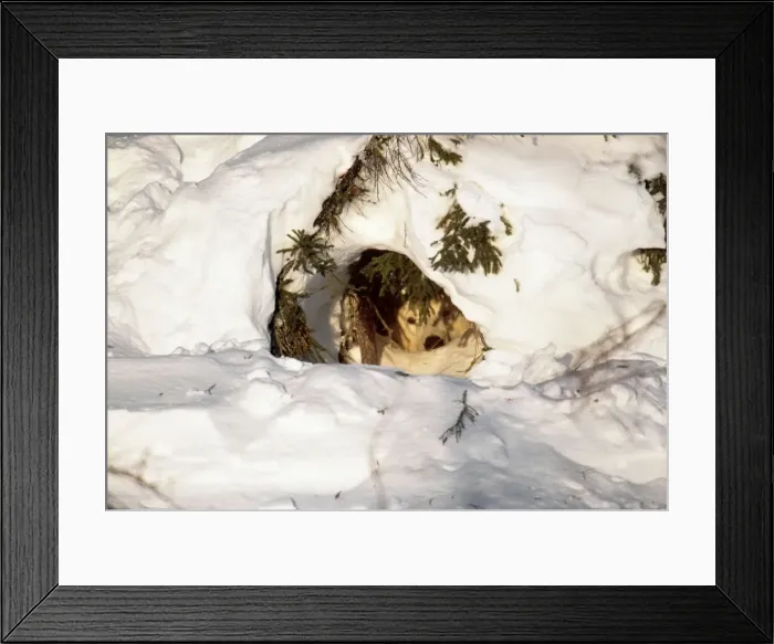 Framed Print : Polar Bear - with babies at den entrance. Canada Framed Print : Polar Bear - with babies at den entrance. Canada