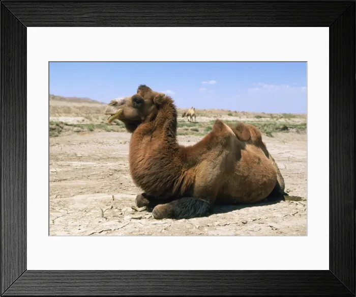 Framed Print : Bactrian Camel Pamir Plateau, Gobi Desert, Xinjiang, China Framed Print : Bactrian Camel Pamir Plateau, Gobi Desert, Xinjiang, China