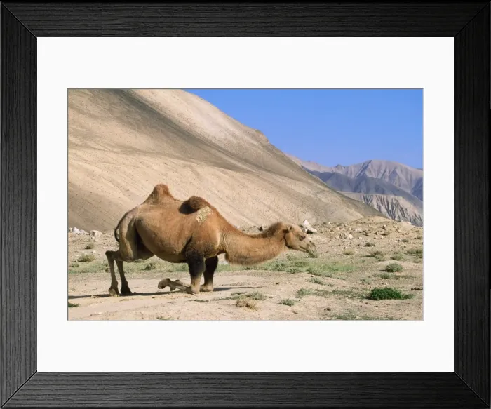 Framed Print : Bactrian Camel Pamir Plateau, Gobi desert, Xinjiang, China Framed Print : Bactrian Camel Pamir Plateau, Gobi desert, Xinjiang, China