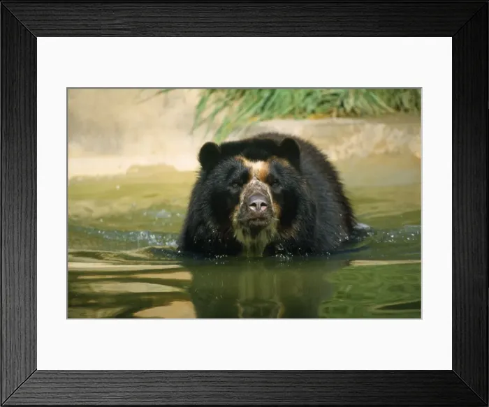 Framed Print : Spectacled Bear Framed Print : Spectacled Bear
