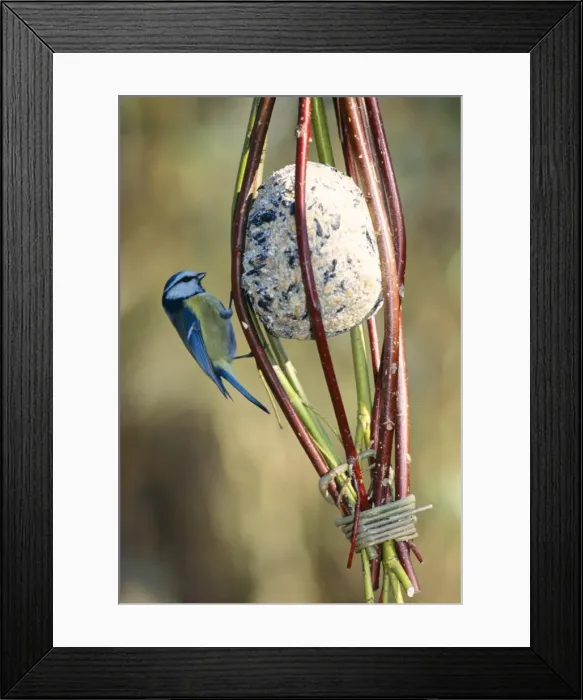 Framed Print : Blue Tit - on bird feeder Framed Print : Blue Tit - on bird feeder