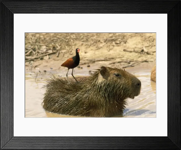 Framed Print : Capybara. WAT-5882. Capybara - with Jacana on back Framed Print : Capybara. WAT-5882. Capybara - with Jacana on back