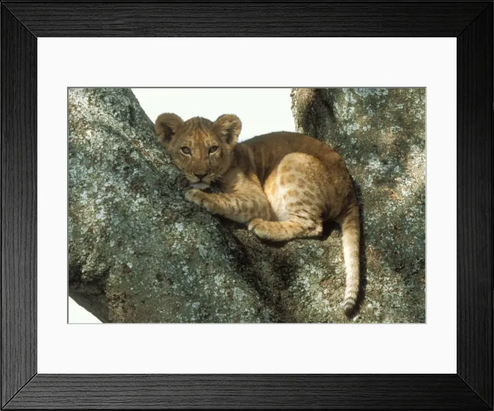 Framed Print : Lion cub in tree Framed Print : Lion cub in tree