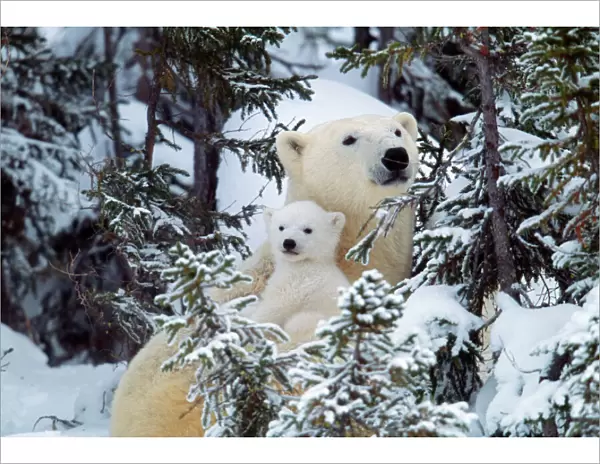 Polar Bear - with babies Canada