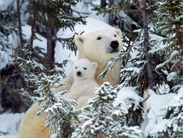 Polar Bear - with babies Canada
