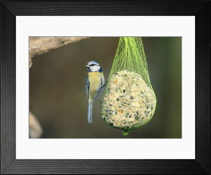 Framed Print : Blue Tit - on bird feeder Framed Print : Blue Tit - on bird feeder