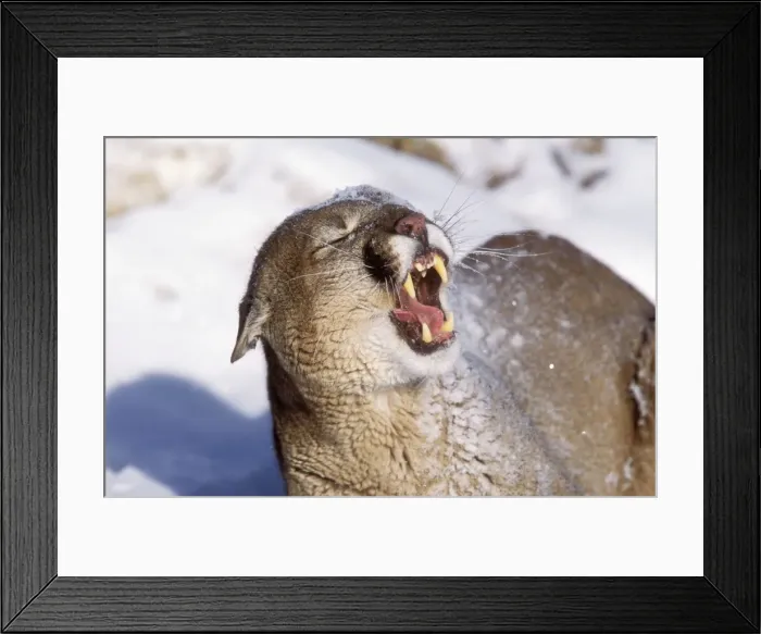 Framed Print : Cougar. WAT-6358. COUGAR - Mountain Lion - open mouth Framed Print : Cougar. WAT-6358. COUGAR - Mountain Lion - open mouth