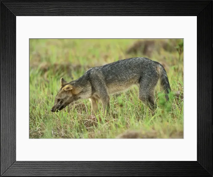 Framed Print : Crab-eating  /  Zorro  /  Savanna Fox Llanos, Venezuela