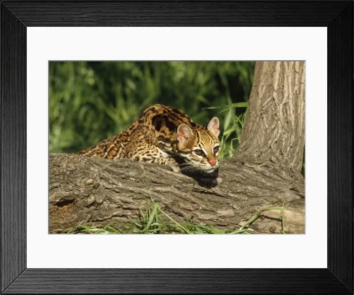 Framed Print : Ocelot. WAT-663. OCELOT - LOOKING OVER LOG Framed Print : Ocelot. WAT-663. OCELOT - LOOKING OVER LOG