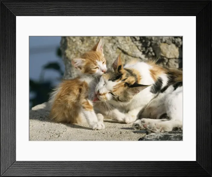 Framed Print : Feral Cat - Calico / Tortoiseshell licking kitten. Santorini Island Greece Framed Print : Feral Cat - Calico / Tortoiseshell licking kitten. Santorini Island Greece