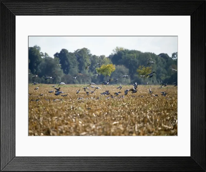 Framed Print : Wood Pigeon - flock, alighing on stubble field Framed Print : Wood Pigeon - flock, alighing on stubble field
