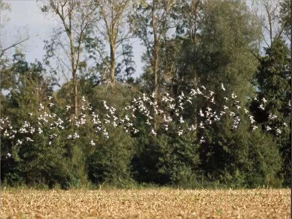 Wood Pigeon - flock, in flight