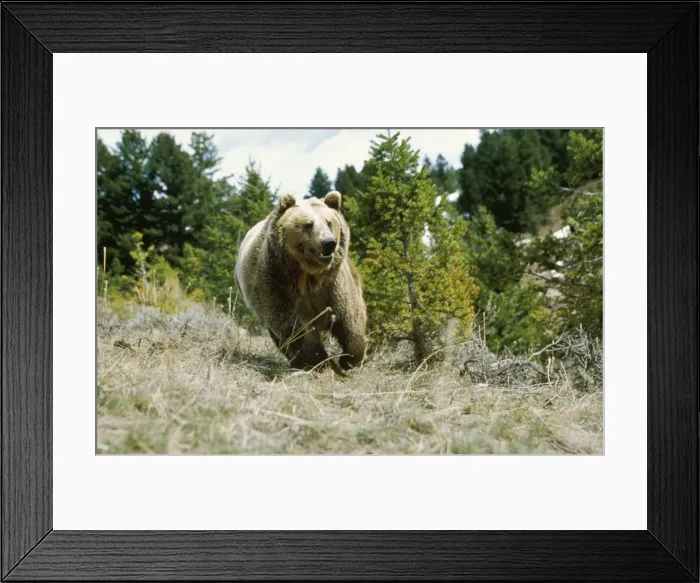 Framed Print : Grizzly Bear Framed Print : Grizzly Bear