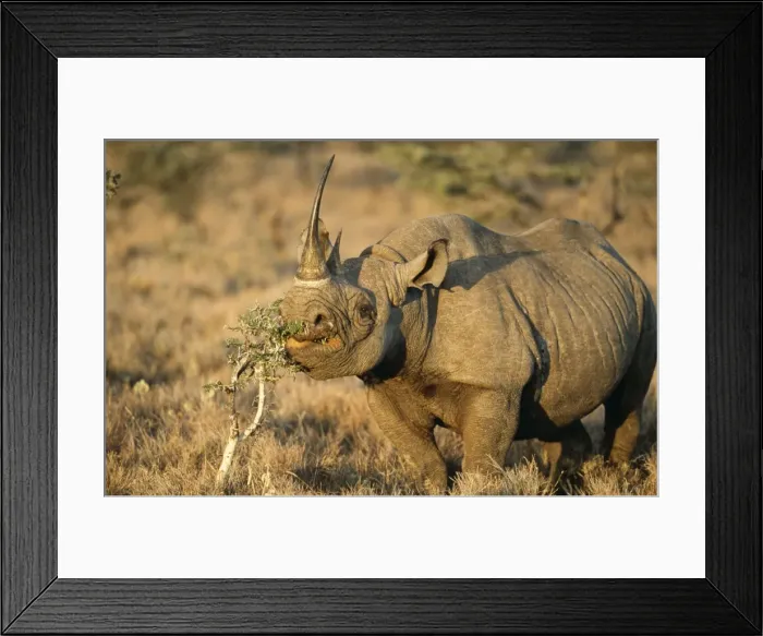 Framed Print : Black Rhinoceros