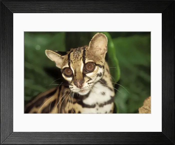 Framed Print : Margay. WAT-7259. MARGAY - close up. Leopardus wiedii Framed Print : Margay. WAT-7259. MARGAY - close up. Leopardus wiedii