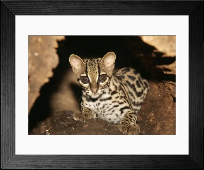 Framed Print : Margay. WAT-7261. MARGAY - sitting. Leopardus wiedii Framed Print : Margay. WAT-7261. MARGAY - sitting. Leopardus wiedii
