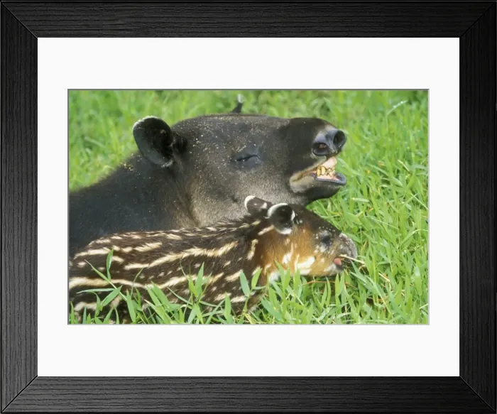 Framed Print : Central American Tapir Adult with young, Costa Rica Framed Print : Central American Tapir Adult with young, Costa Rica