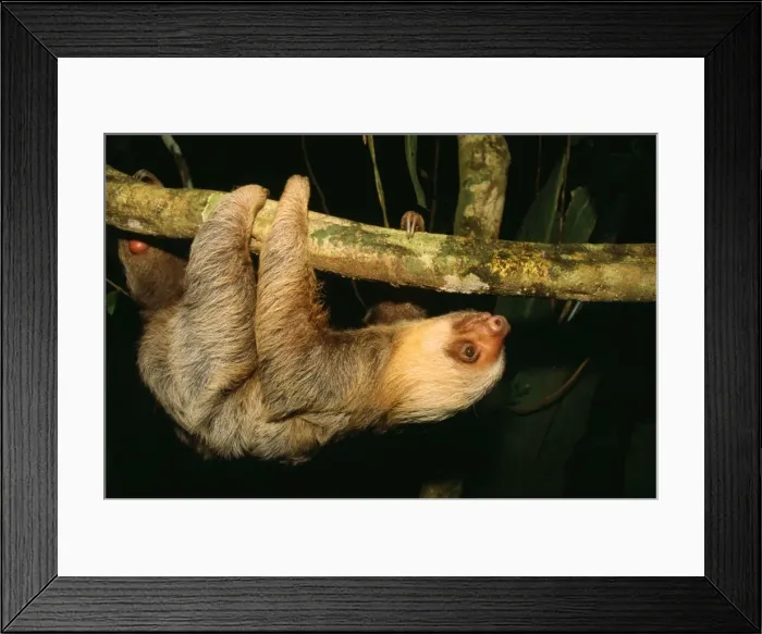 Framed Print : Two-toed Sloth - hanging upside down Costa Rica Framed Print : Two-toed Sloth - hanging upside down Costa Rica
