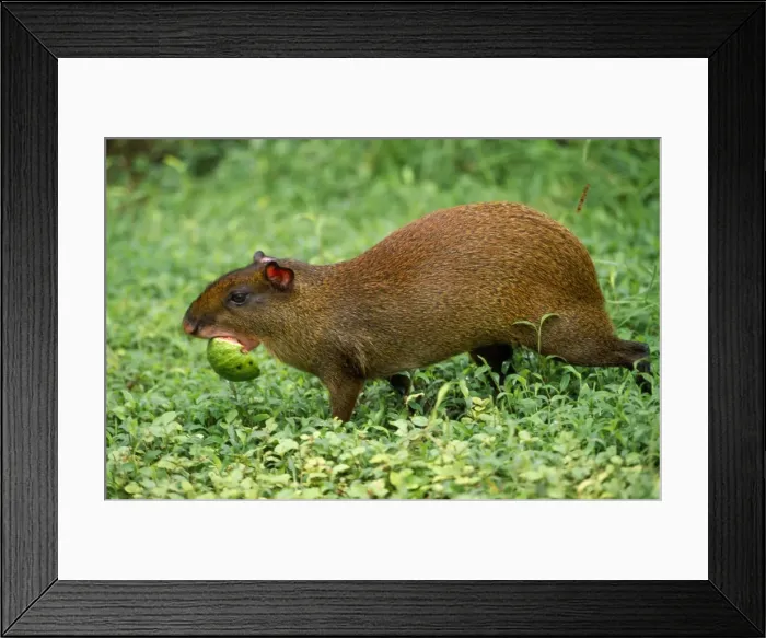 Framed Print : Orange Rumped Agouti - carrying fruit CostaRica Framed Print : Orange Rumped Agouti - carrying fruit CostaRica