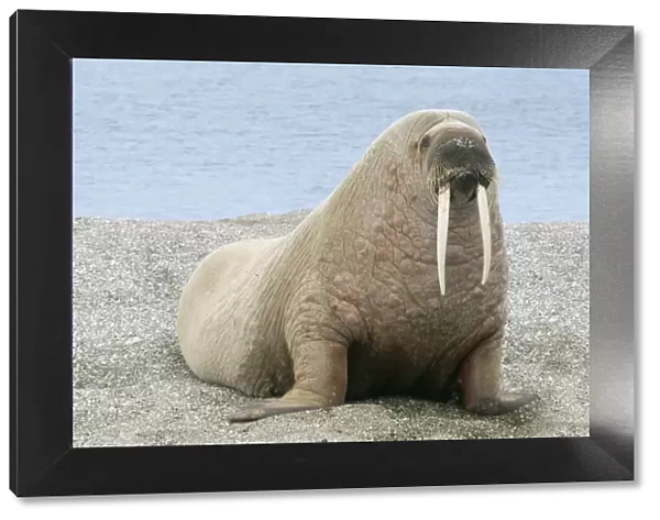 Walrus - On beach Svalbad, Spitzbergen