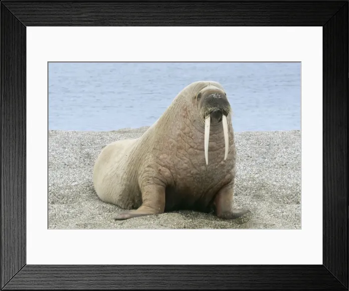 Framed Print : Walrus - On beach Svalbad, Spitzbergen