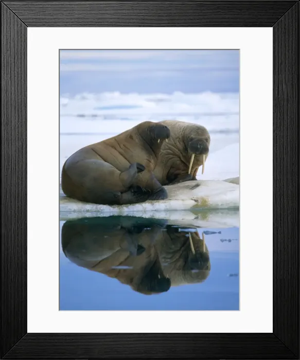 Framed Print : Walrus - pair on ice flow Svalbard Spitzbergen Framed Print : Walrus - pair on ice flow Svalbard Spitzbergen