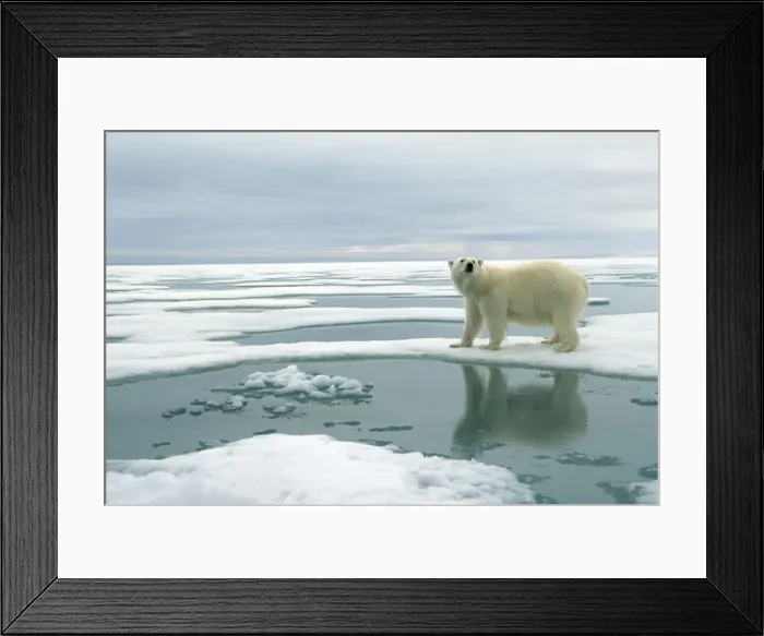 Framed Print : Polar Bear - Standing on ice. Svalbard, Spitzbergen Framed Print : Polar Bear - Standing on ice. Svalbard, Spitzbergen