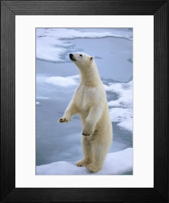 Framed Print : Polar Bear On ice Framed Print : Polar Bear On ice