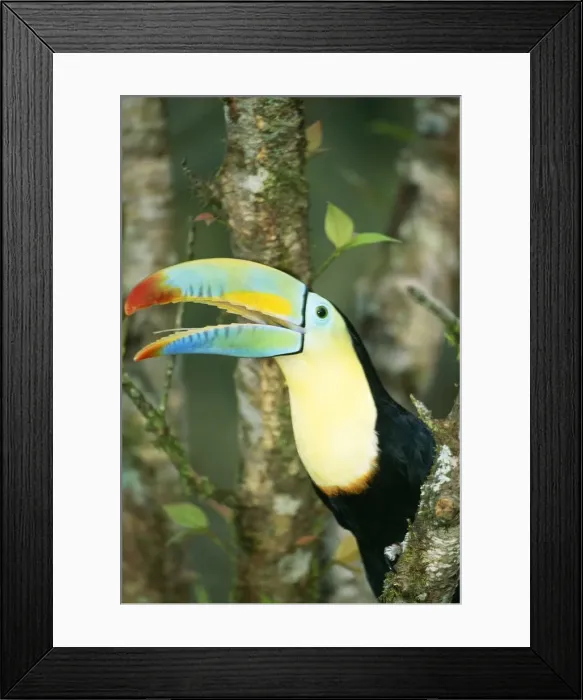 Framed Print : Keel Billed Toucan Perched in tree Framed Print : Keel Billed Toucan Perched in tree