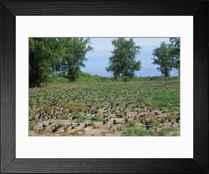 Framed Print : Sooty Tern - colony on ground Framed Print : Sooty Tern - colony on ground