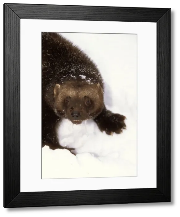 Framed Print : Wolverine. WAT-7645. WOLVERINE - in snow, close-up of head Framed Print : Wolverine. WAT-7645. WOLVERINE - in snow, close-up of head