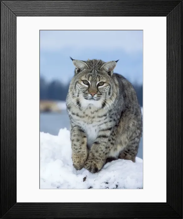 Framed Print : Bobcat. WAT-7646. BOBCAT - in snow. Lynx Rufus Framed Print : Bobcat. WAT-7646. BOBCAT - in snow. Lynx Rufus