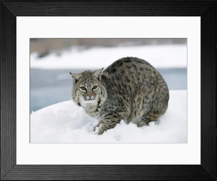 Framed Print : Bobcat. WAT-7647. BOBCAT - in snow. Lynx Rufus Framed Print : Bobcat. WAT-7647. BOBCAT - in snow. Lynx Rufus
