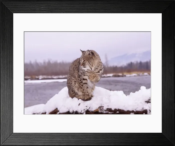 Framed Print : Bobcat. WAT-7650. BOBCAT - in snow, lake behind, sitting with one paw raised. Framed Print : Bobcat. WAT-7650. BOBCAT - in snow, lake behind, sitting with one paw raised.