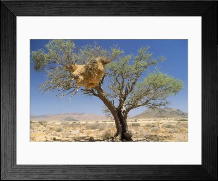 Framed Print : Sociable Weaver - communal nest Namib Desert, Namibia, Africa Framed Print : Sociable Weaver - communal nest Namib Desert, Namibia, Africa