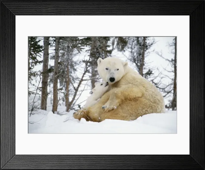 Framed Print : Polar Bear Adult sitting with cub sniffing adult's face, Canada Framed Print : Polar Bear Adult sitting with cub sniffing adult's face, Canada