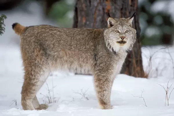 Lynx Canada