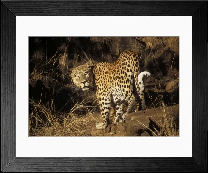 Framed Print : Leopard Namibia, Africa Framed Print : Leopard Namibia, Africa