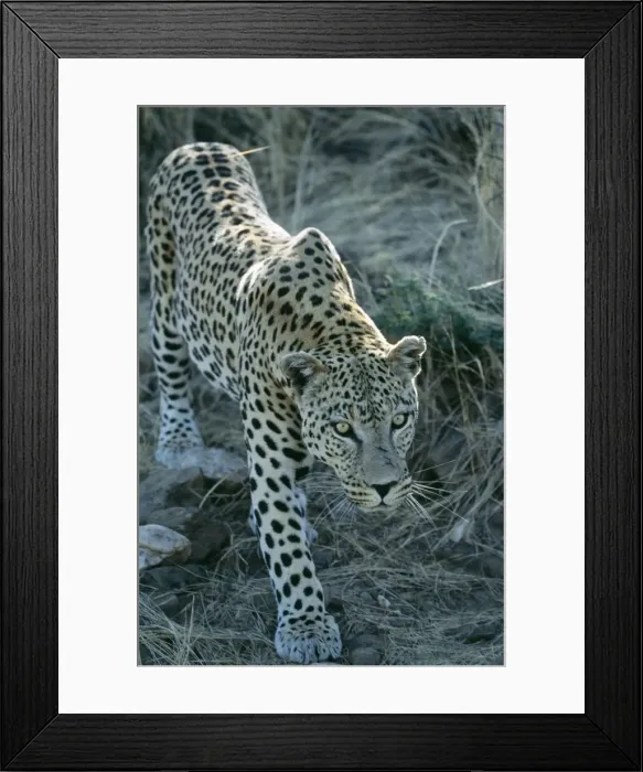 Framed Print : Leopard Stalking Framed Print : Leopard Stalking