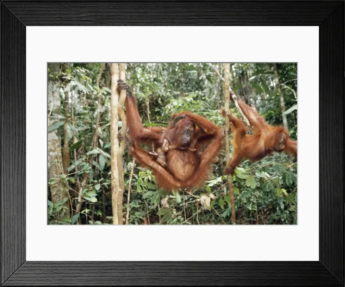 Framed Print : Orang-utan Framed Print : Orang-utan