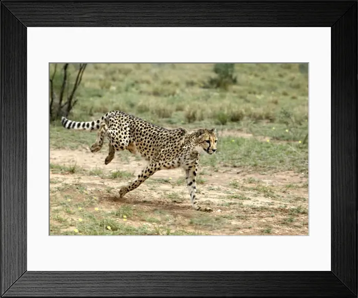 Framed Print : Cheetah Namibia Framed Print : Cheetah Namibia