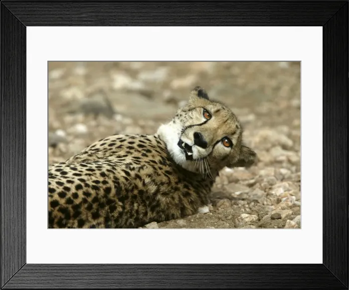 Framed Print : Cheetah Namibia Framed Print : Cheetah Namibia