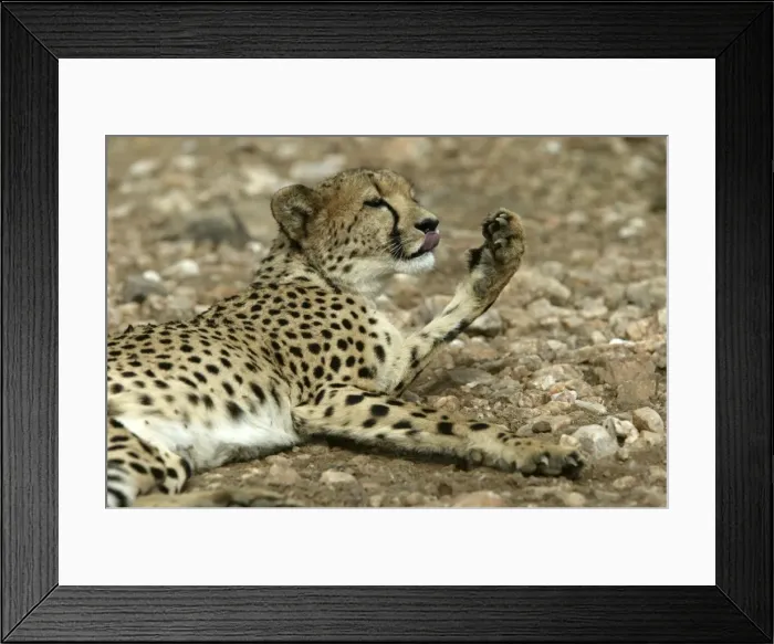 Framed Print : Cheetah Namibia Framed Print : Cheetah Namibia