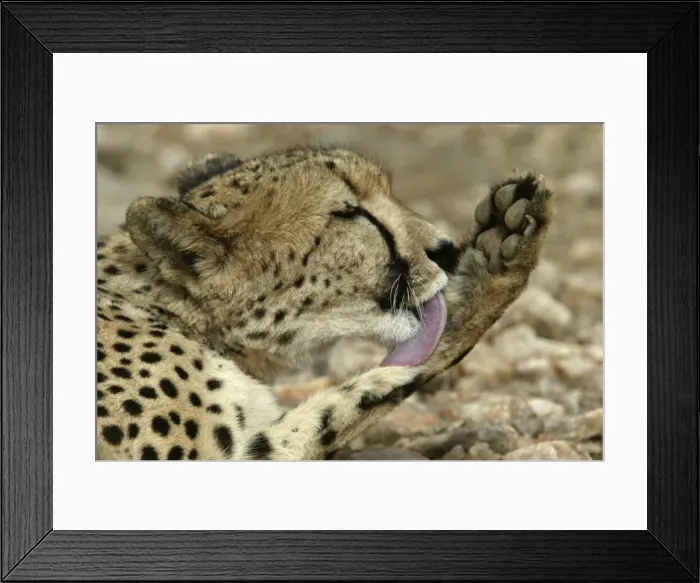 Framed Print : Cheetah Namibia Framed Print : Cheetah Namibia