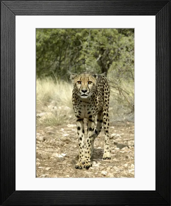 Framed Print : Cheetah Namibia Framed Print : Cheetah Namibia