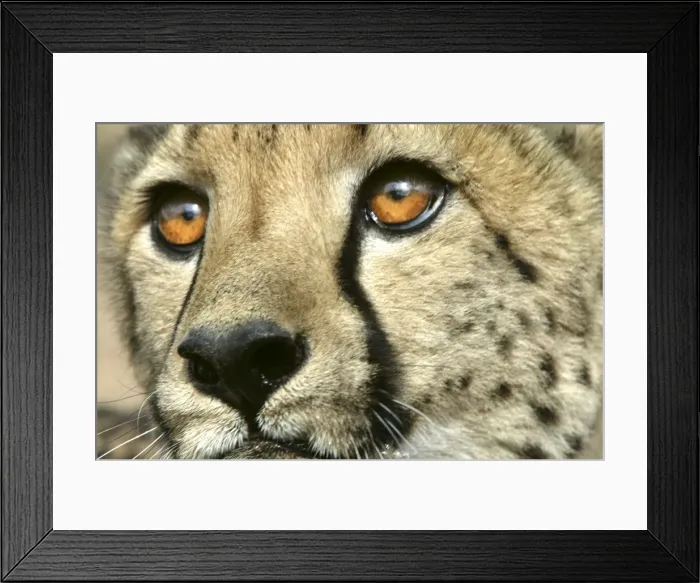 Framed Print : Cheetah Namibia Framed Print : Cheetah Namibia